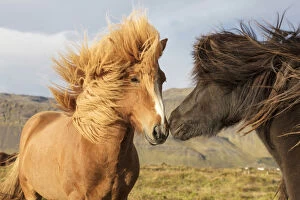 Icelandic horses with their manes blowing in the wind, South Iceland