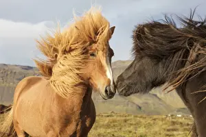 Horse Prints: Icelandic horses with their manes blowing in the wind, South Iceland