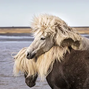 Horses Prints: Icelandic horses playing near a lake, South Iceland