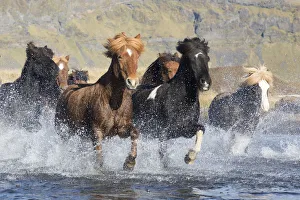 Icelandic horses running across a glacial river, South Iceland