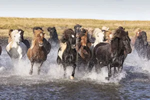 Icelandic horses running across a glacial river, South Iceland