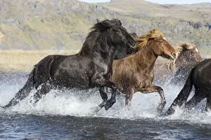 Horses Gallery: Icelandic horses running across a glacial river, South Iceland