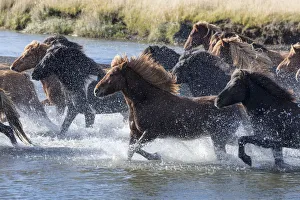 Icelandic horses running across a glacial river, South Iceland