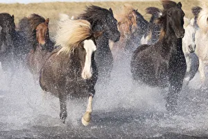 Icelandic horses running across a glacial river, South Iceland
