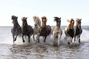 Colours Gallery: Icelandic horses running across a lake, South Iceland