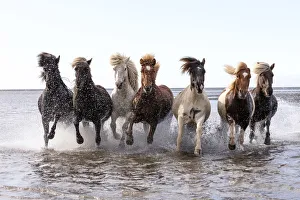 Horses Prints: Icelandic horses running across a lake, South Iceland