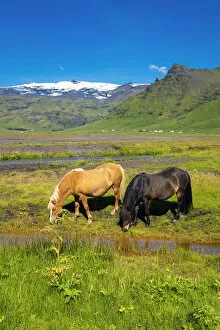 Images Dated 23rd February 2022: Icelandic horses with snowcapped Eyjafjallajokull volcano in background, Skogar
