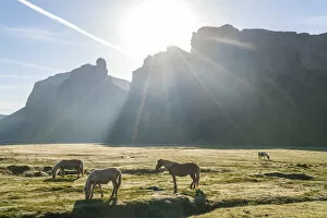 Images Dated 7th March 2018: Icelandic horses at sunrise, Southern Iceland, Iceland