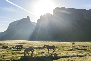 Images Dated 7th March 2018: Icelandic horses at sunrise, Southern Iceland, Iceland