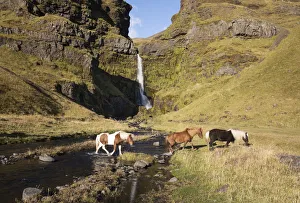 Equus Prints: Icelandic horses walking across a river in front of a waterfall, South Iceland