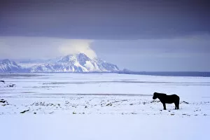 Icelandic Pony in Winter, Iceland
