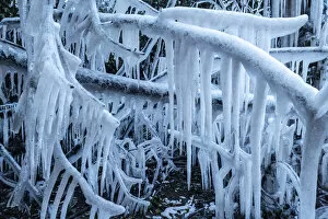 Icicles formed on trees, Devon, England. Winter (February) 2021
