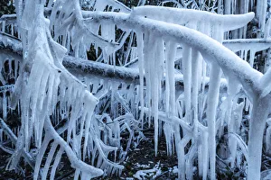 Icicles formed on trees, Devon, England. Winter (February) 2021 Icicles formed on trees, Devon, England. Winter (February) 2021