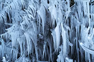 Icicles formed on trees on a freezing morning, Devon, England. Winter (February) 2021