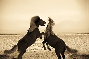 Horses Prints: Iclandic Ponies Playing, Iceland