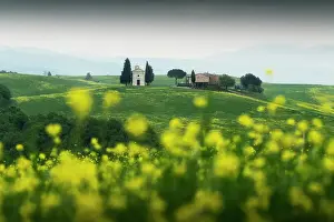 Mustard Flowers Prints: The iconic Chapel of Madonna di Vitaleta appearing through some mustard flowers on a gloomy spring morning