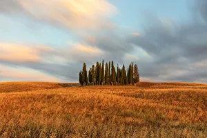 Tuscany District Prints: Iconic Cypresses of San Quirico d Orcia, Siena province, Tuscany, Italy