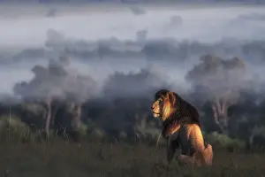 Iconic Lion scarface (panthera leo) in the msai mara national reserve, kenya