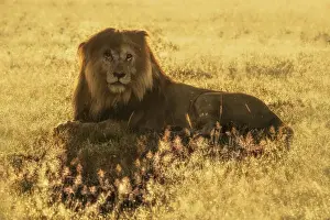 Iconic Lion scarface (panthera leo) in the msai mara national reserve, kenya