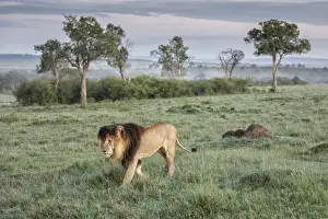 Maasai Prints: Iconic Lion scarface (panthera leo) in the msaimara national reserve, kenya