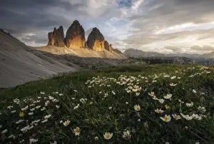 Time Of Day Prints: The iconic Tre Cime di Lavaredo and some wildflowers during a calm summer evening