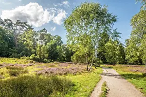 Heath Prints: Idyllic hiking trail through the heath landscape in the Buesenbachtal nature reserve near Handeloh