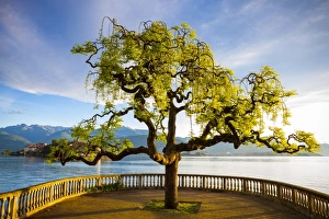 Frame Prints: Idyllic lakeside park & Isola Bella, Borromean Islands, Lake Maggiore, Piedmont, Italy