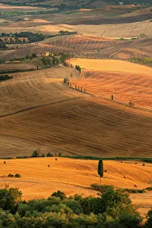 Farmhouse Prints: Idyllic landscape of Tuscan hills at sunset
