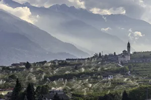 iffigating apple orchards, Ponte in Valtellina. Lombardy Italy Europe