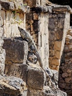 Lizard Prints: Iguana at Edzna Archaeological Site, Campeche State, Mexico