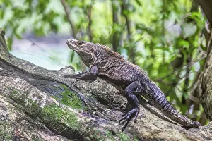 Costarica Prints: Iguana in Manuel Antonio National Park, Costa Rica