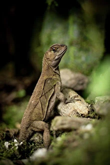 Images Dated 4th May 2023: Iguana, Mashpi, Reserva Mashpi Amagusa, Pichincha, Ecuador