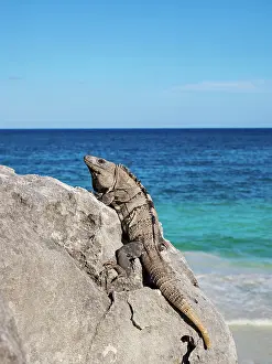 Yucatan Prints: Iguana at the rock with Caribbean Sea in the background