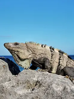 Yucatan Prints: Iguana at the rock with Caribbean Sea in the background