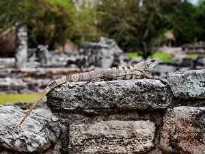 Lizard Prints: Iguana at San Gervasio Archaeological Site, Cozumel Island, Quintana Roo State, Mexico