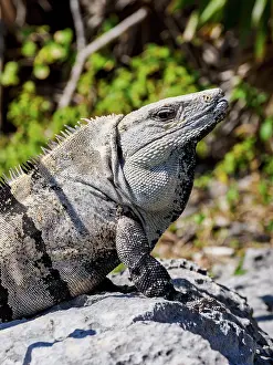 Yucatan Prints: Iguana at Tulum Archeological Site, Quintana Roo State, Mexico