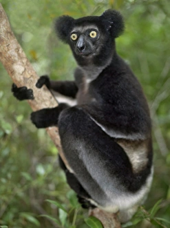 Wild Animals Gallery: An imature indri (Indri indri) in eastern Madagascar