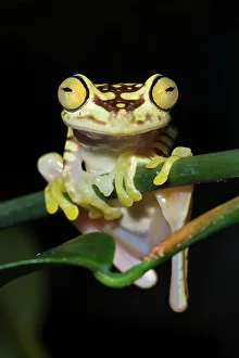 Captive Bred Prints: Imbabura tree frog (Boana picturata)