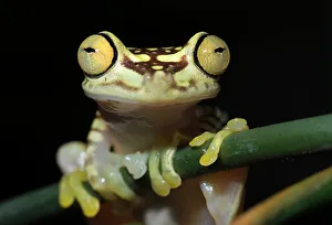 Captive Bred Prints: Imbabura tree frog (Boana picturata)