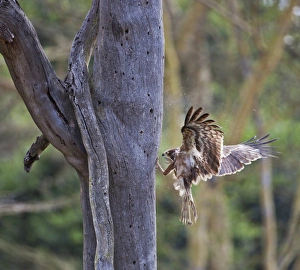 African Bird Gallery: An immature African Harrier-Hawk, or Gymnogene, claws out grubs in the holes of a dead tree made