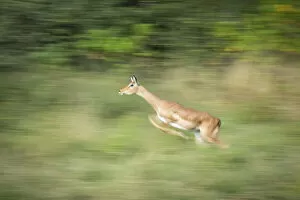 Impala (Aepyceros melampus) running, Khwai, Botswana, Africa