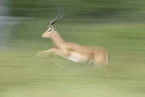 Impala (Aepyceros melampus) running (motion blur), Savuti, Chobe National Park, Botswana