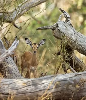 Animal Behaviour Collection: An impala antelope remains alert Katavi National Park