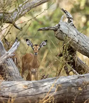 Animal Behaviour Prints: An impala antelope remains alert Katavi National Park