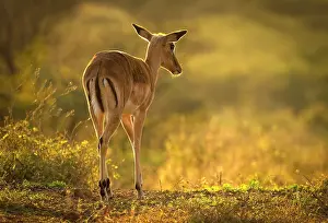 Kwazulu Natal Prints: Impala backlight by early morning light