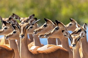 Botswana Prints: Impala herd, Okavango Delta, Botswana