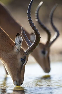 African Wildlife Gallery: Impala. Kalahari Desert, Botswana