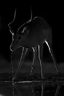 Aepyceros Melampus Gallery: Impala. Kalahari Desert, Botswana
