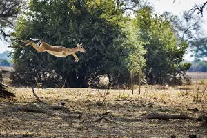 Images Dated 16th February 2022: Impala leaping over fallen branches, South Luangwa National Park, Zambia