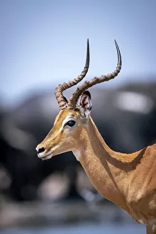 Impala Ram, Okavango Delta, Botswana